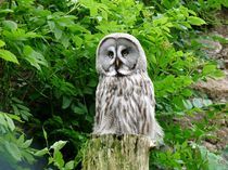 Great Grey Owl (Strix Nebulosa Lapponica) von John Biggadike