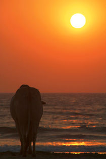 Cow Watching the Sunset Arambol by serenityphotography