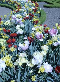 Flowers at Versailles  by Sarah Osterman