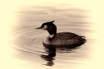 Great Crested Grebe von deanmessengerphotography