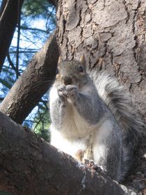 Squirrel  von Azzurra Di Pietro