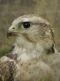 Lanner or Saker Falcon von Jacqi Elmslie