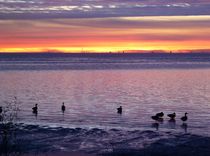 Geese at Sunset  von Sarah Osterman