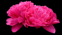 Pink Peony by John Biggadike