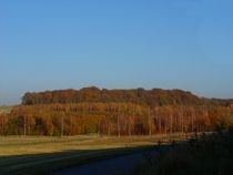 Autumn Forest  von Sarah Osterman