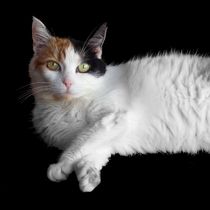 Calico Cat on Black  von Sarah Osterman