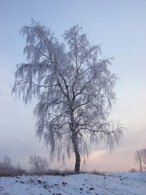 Snowy Birch  by Sarah Osterman