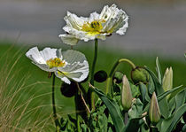 Poppy Flowers by David Freeman