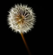 Dandelion von Sam Smith