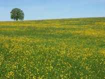 Blumenwiese mit einsamen Baum von Jürgen Effner