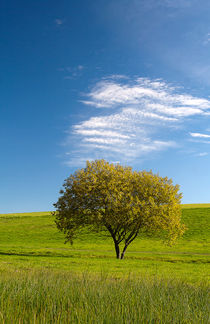 autumn Tree von tr-design