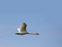 Schwan im Flug-wildlife von Wolfgang Dufner