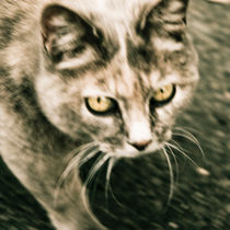 Cat walking by Lars Hallstrom