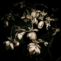 Wilting flowers and darkness by Lars Hallstrom