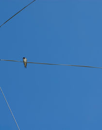 One swallow by Lars Hallstrom