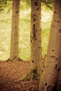 Summer forest by Lars Hallstrom