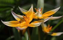 Wildtulpen von Wolfgang Dufner