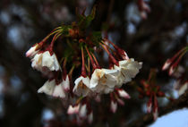 Kirschblüte von Wolfgang Dufner