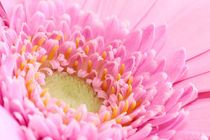 Pink Gerbera von tr-design