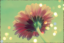 gerbera bokeh by rosanna zavanaiu