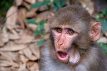 Young Rhesus Macaque with Food in Cheeks von serenityphotography