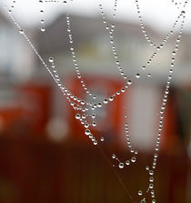 Pearl Beads on Spider web by Buster Brown Photography