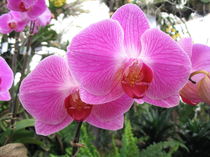 Altrosa Orchidee von dalmore