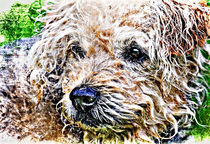 scruffiest dog in the world von meirion matthias