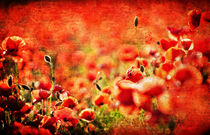 textured poppy bokeh by meirion matthias