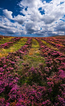 lines of heather by meirion matthias
