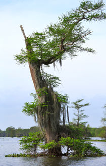 Atchafalaya Swamp von Louise Heusinkveld