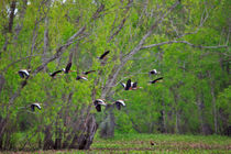 Whistling Ducks in Flight von Louise Heusinkveld