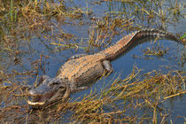 Watch out for the Gator! von Louise Heusinkveld