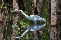 Great Egret von Louise Heusinkveld