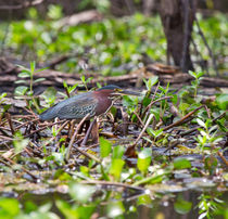 Green Heron von Louise Heusinkveld