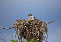 Osprey on Nest by Louise Heusinkveld