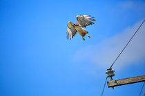 Red-tailed Hawk in Flight von Louise Heusinkveld