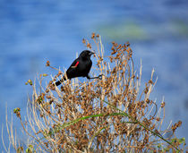 Red-winged Blackbird by Louise Heusinkveld