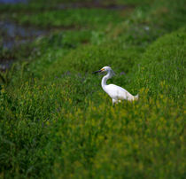 Snowy Egret by Louise Heusinkveld