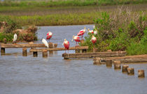 Spoonbills and Snowy Egrets von Louise Heusinkveld