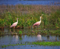 Roseate Spoonbills by Louise Heusinkveld