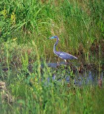 Tricolored Heron von Louise Heusinkveld