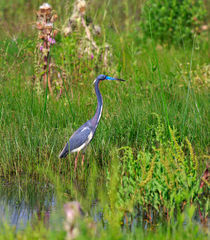 Tricolored Heron by Louise Heusinkveld