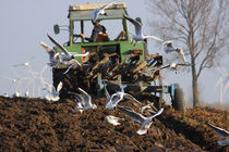 Möwen am Trecker - Seagulls on the tractor von ropo13