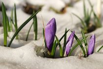 Krokusse im Schnee von tinadefortunata