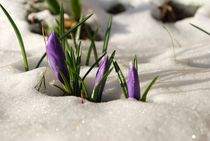 Krokusse im Schnee von tinadefortunata