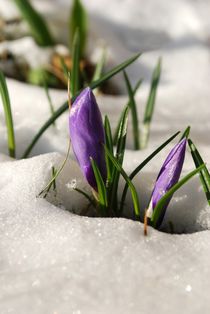 Krokusse im Schnee von tinadefortunata