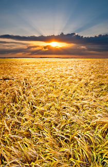 barley at sunset vertical von meirion matthias