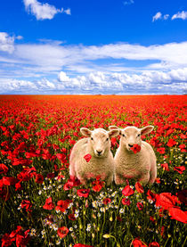 twins in the poppies by meirion matthias