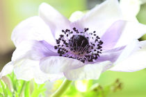 Anemone by Jana Behr